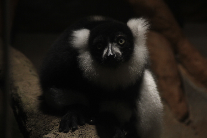 White-belted ruffed lemur (Varecia variegata subcincta)