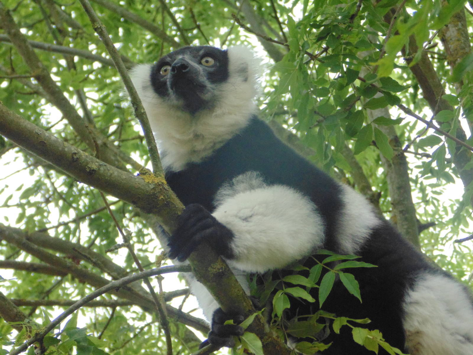 White Belted Ruffed Lemur