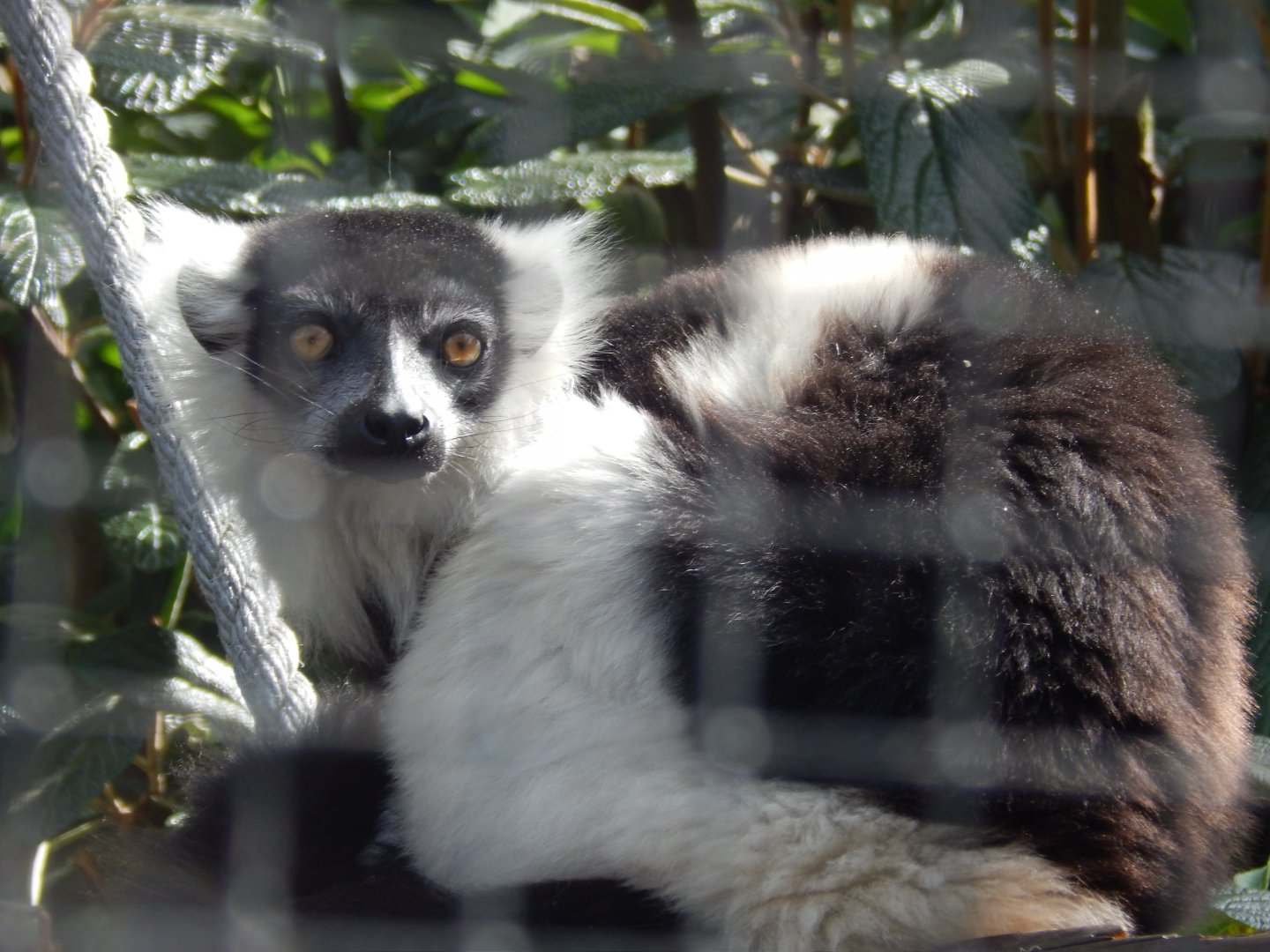 White-belted Ruffed Lemur