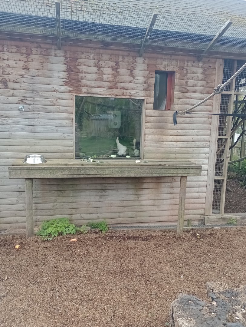 White-belted ruffed-lemur