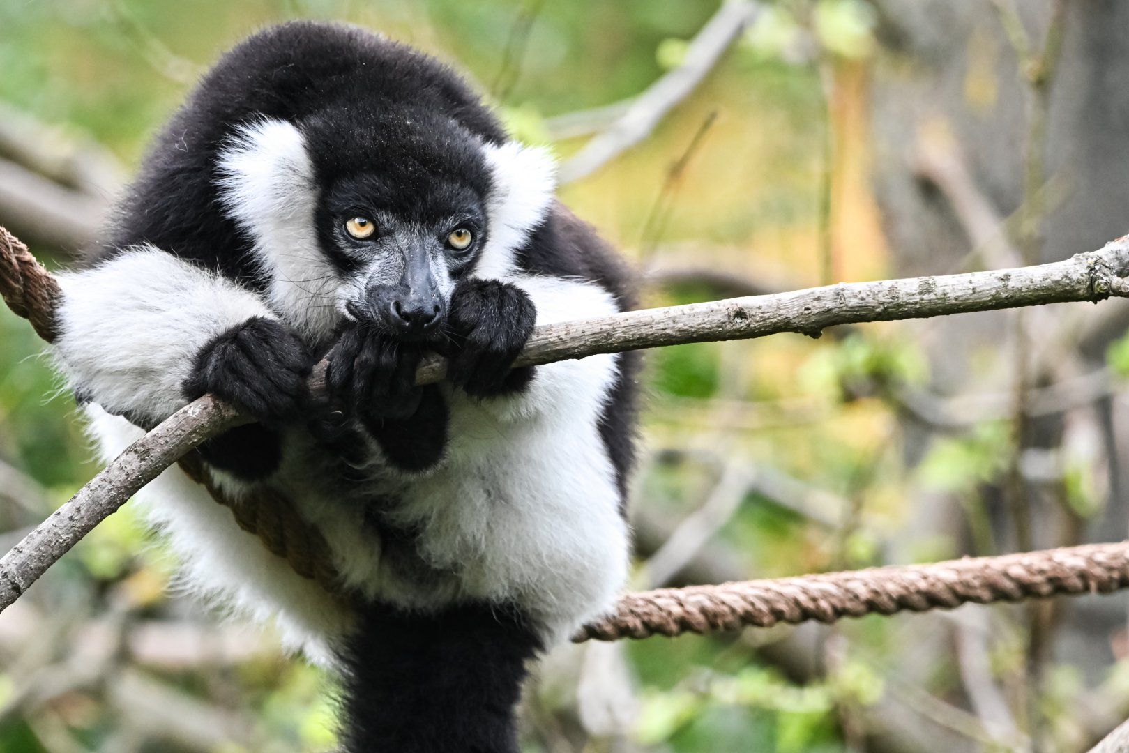 White-belted ruffed lemur