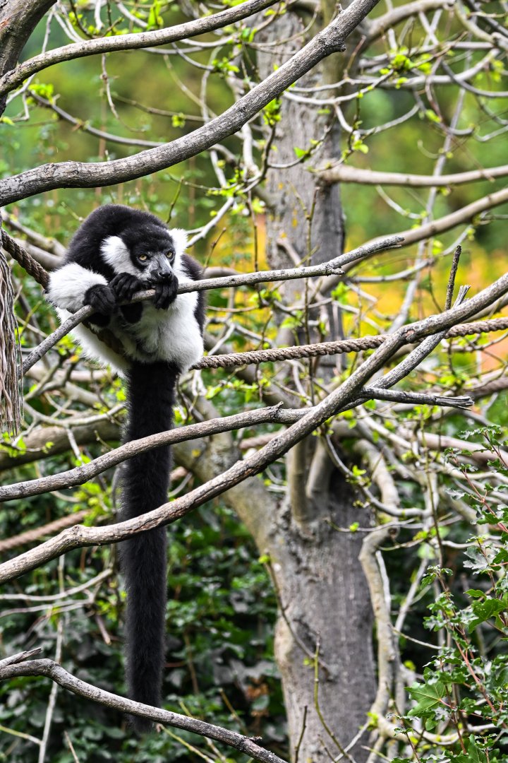 White-belted ruffed lemur