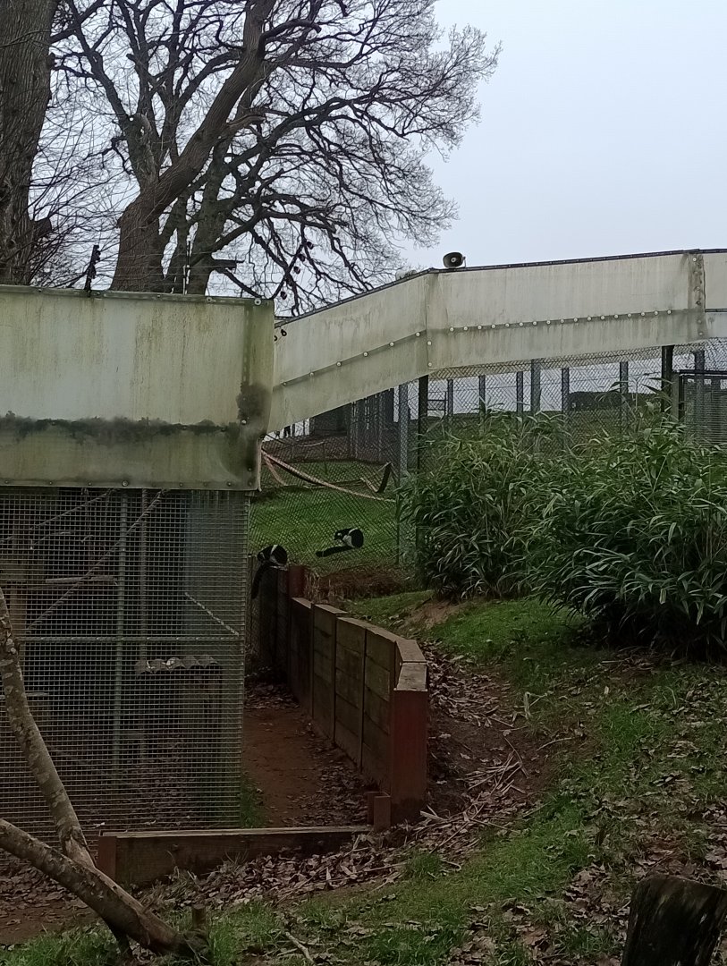 White-belted ruffed lemurs