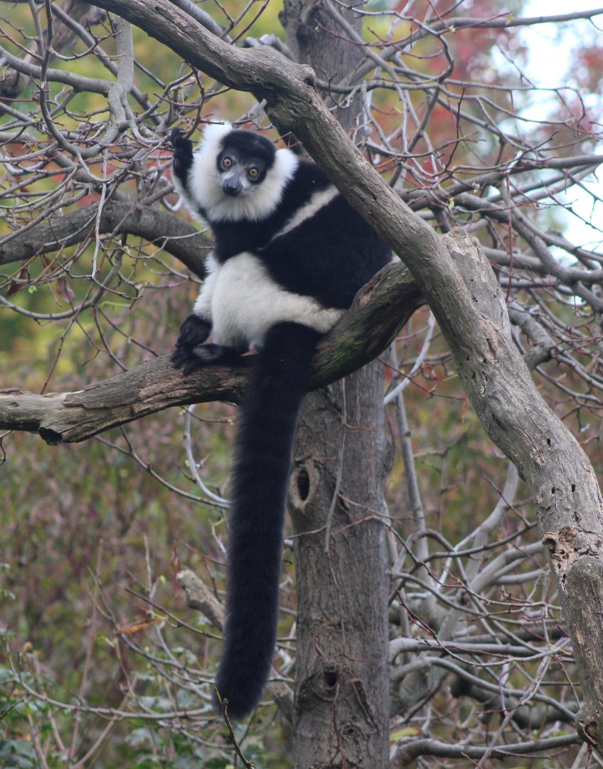 White-belted ruffted lemur