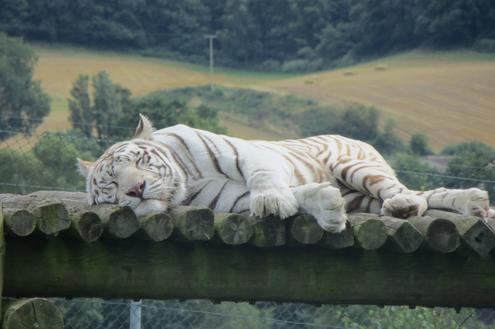 white bengal tiger 120813