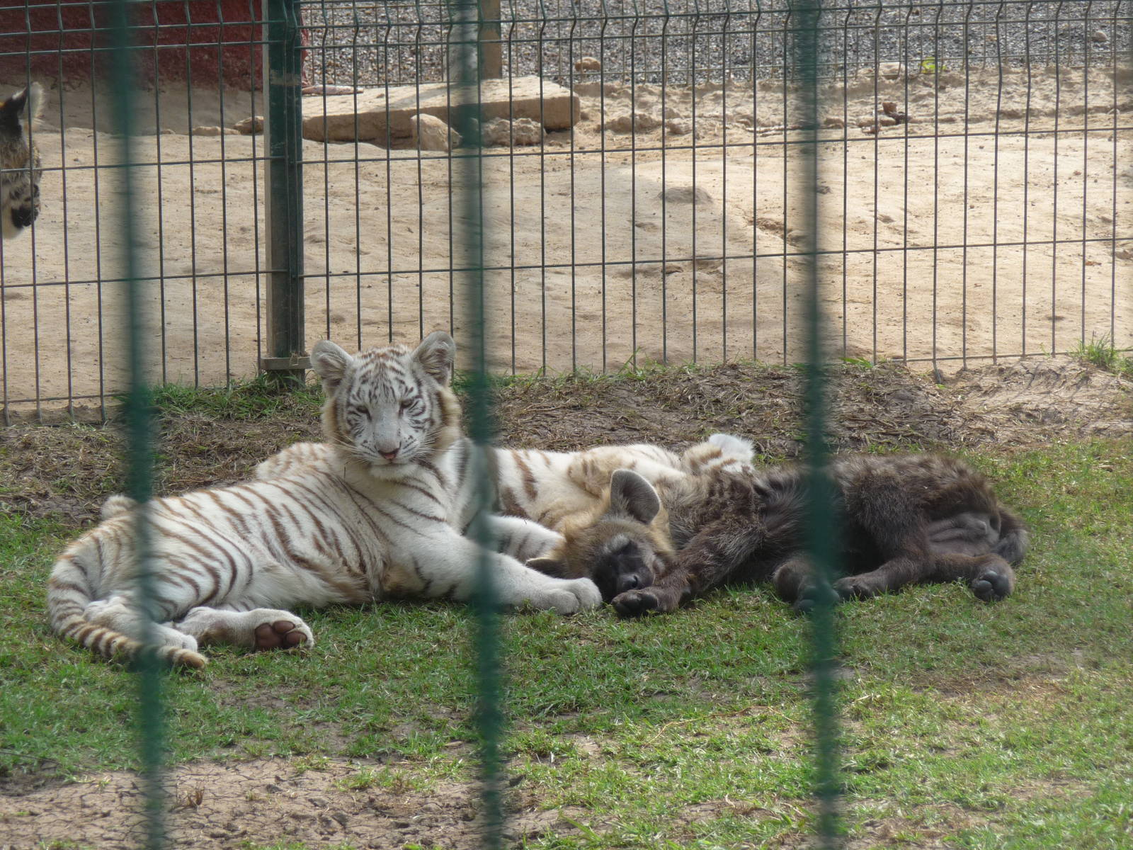 white bengal tiger and spotted hyena morelia zoo