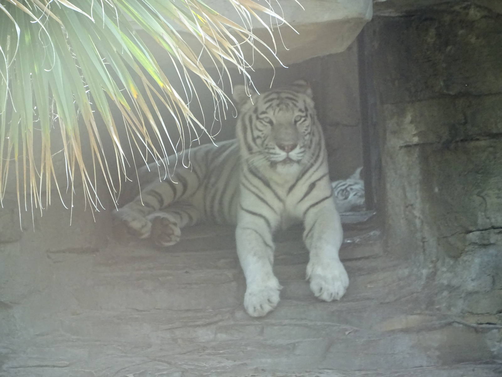 White Bengal Tiger at Busch Gardens Tampa