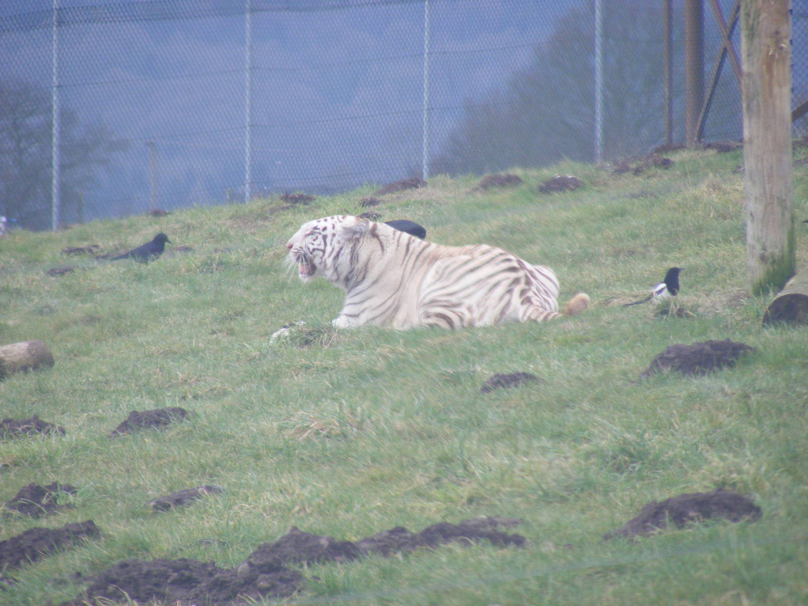 White Bengal tiger at West Midland Safari Park, 13 February 2010