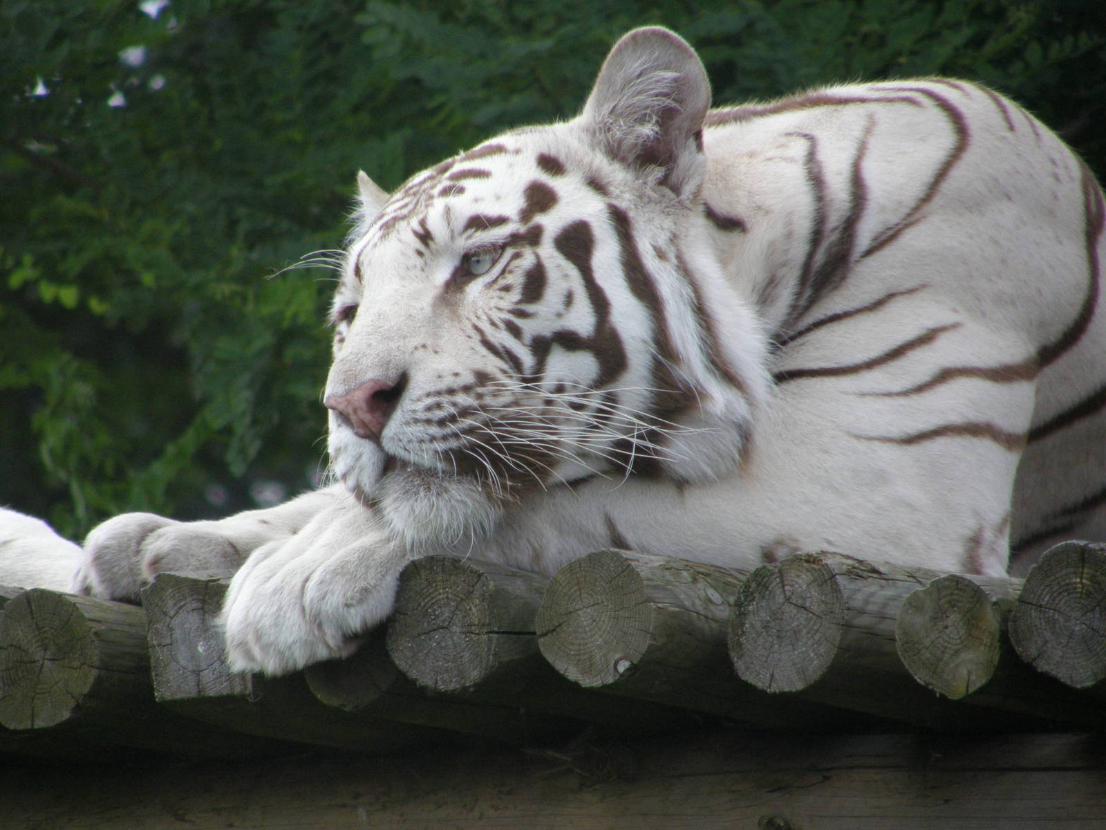 White Bengal Tiger at West Midland Safari Park