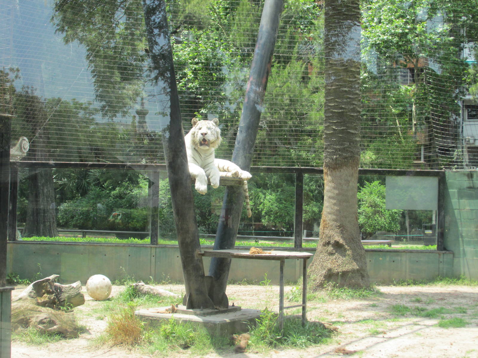 white bengal tiger BA zoo