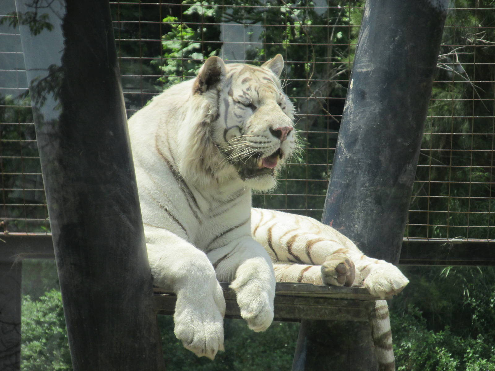 white bengal tiger BA zoo
