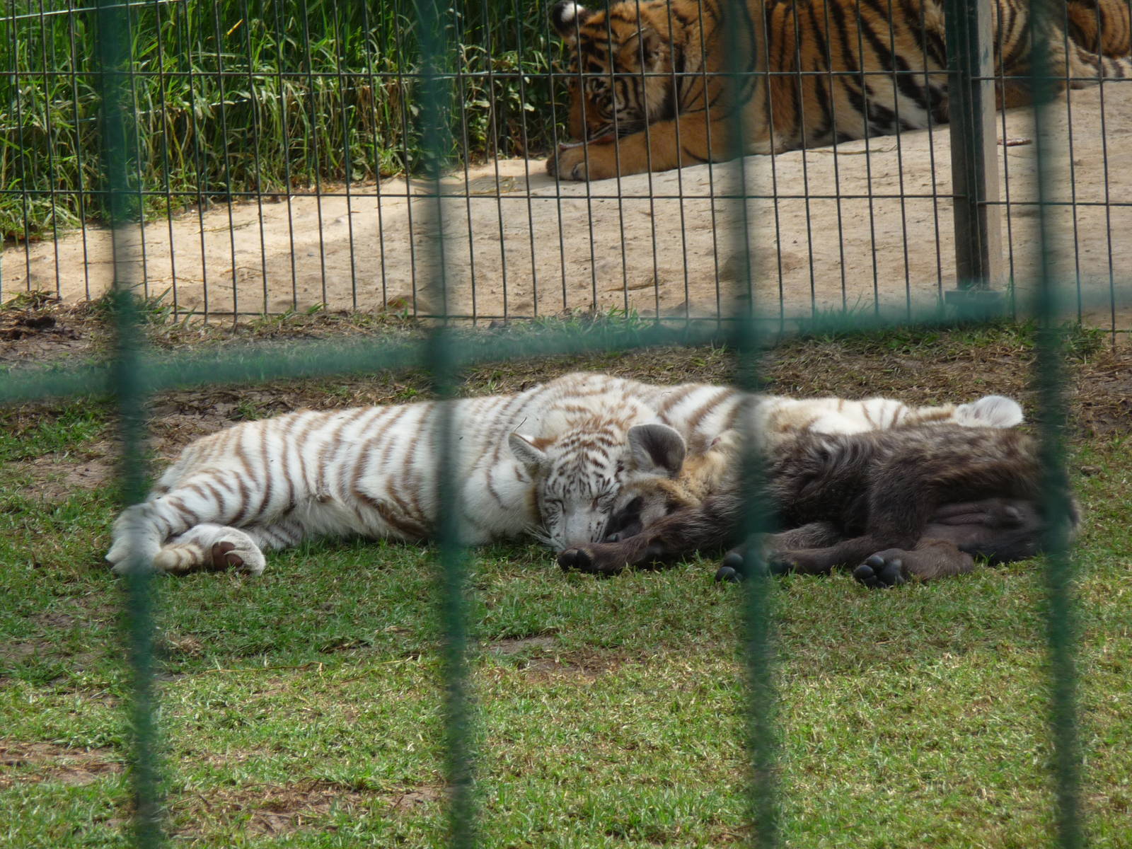 white bengal tiger, bengal tiger and spotted hyena morelia zoo