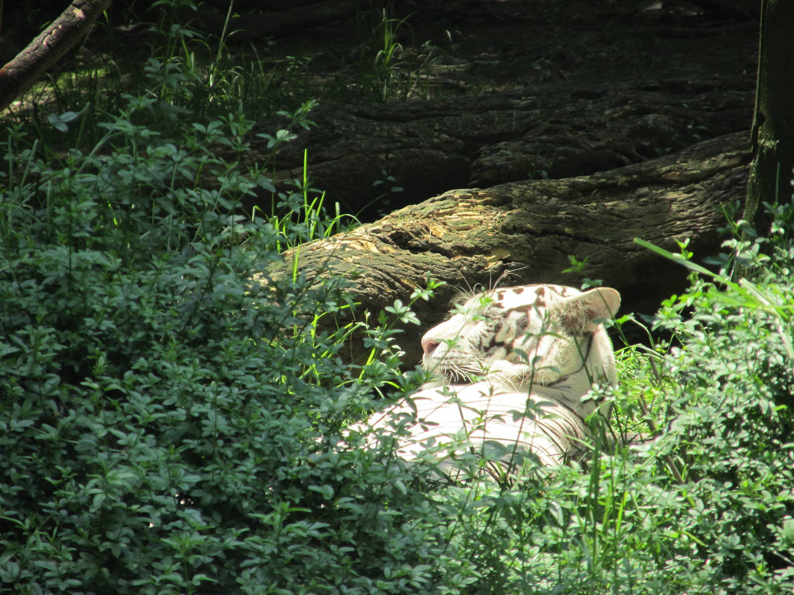 white bengal tiger chapultepec zoo