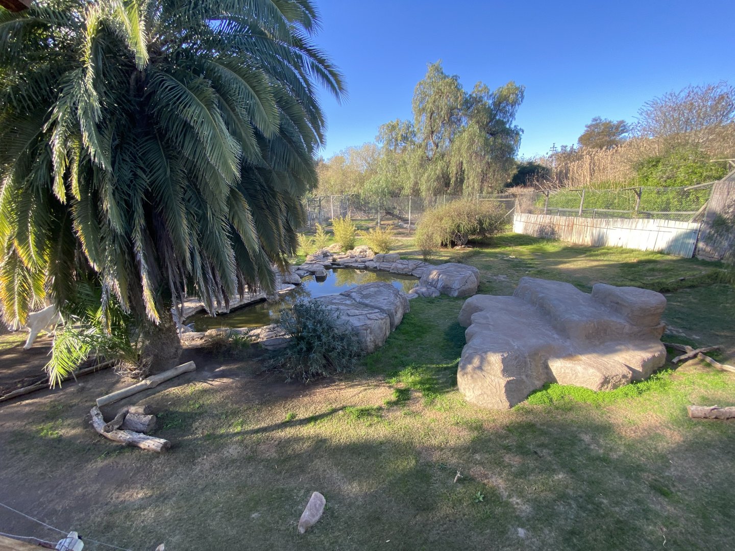 White Bengal tiger enclosure