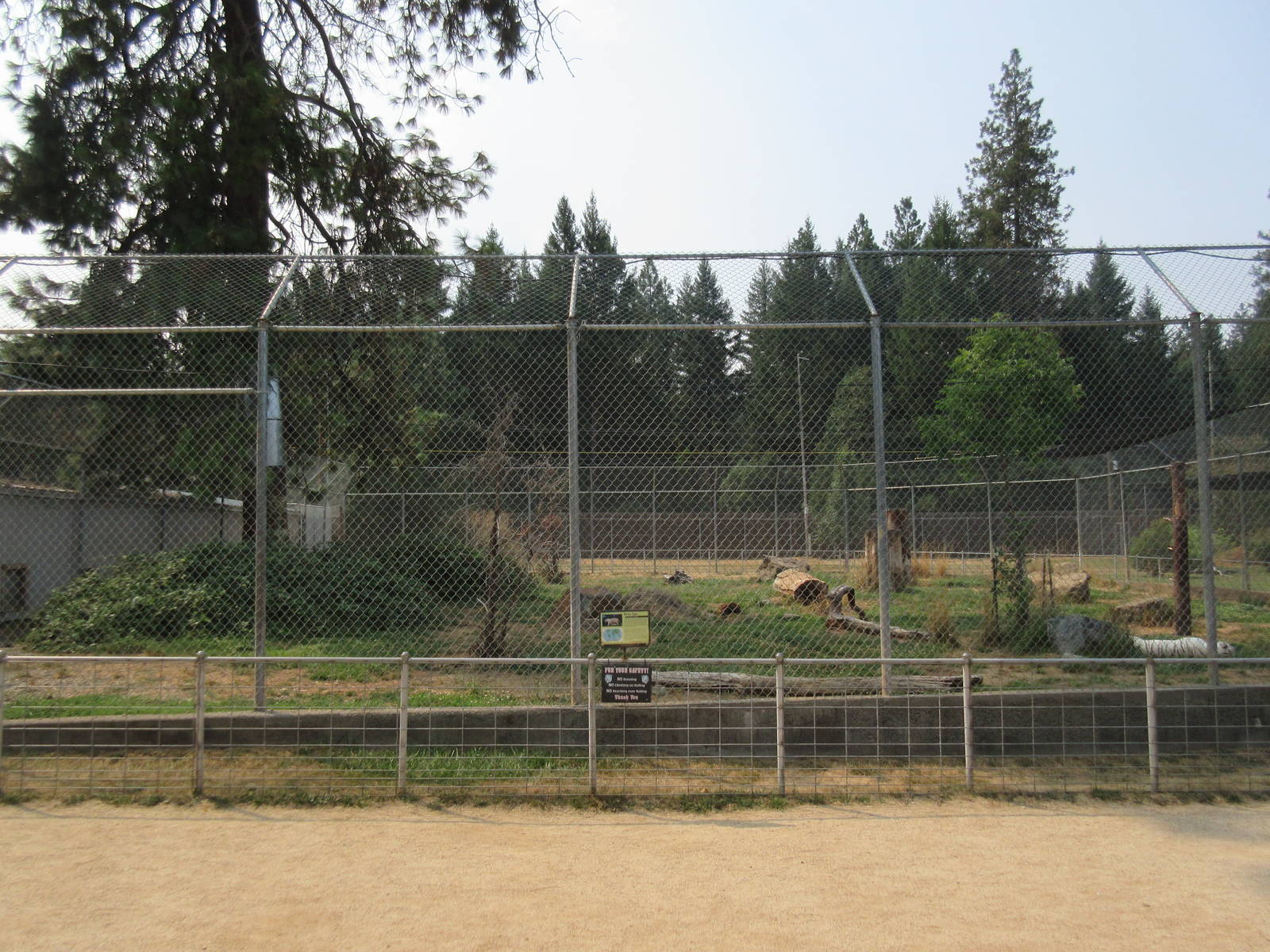 White Bengal Tiger Exhibit #1