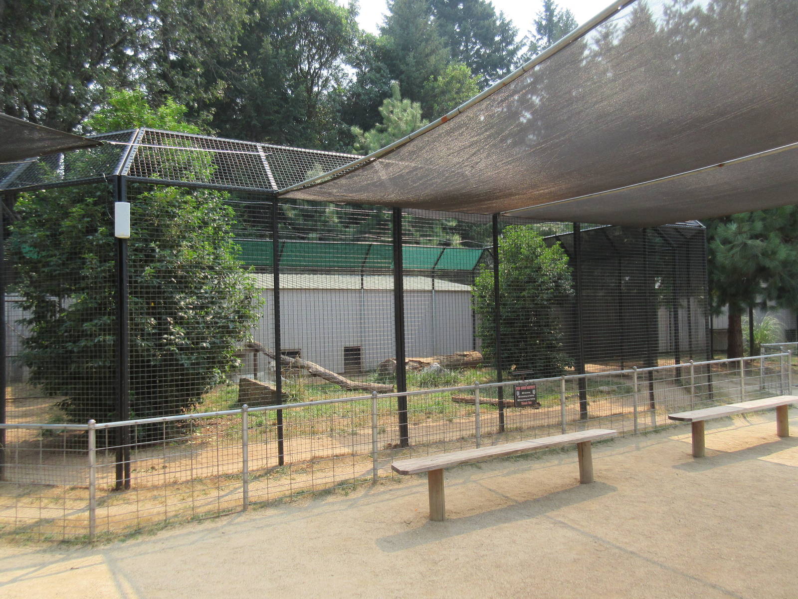 White Bengal Tiger Exhibit #2