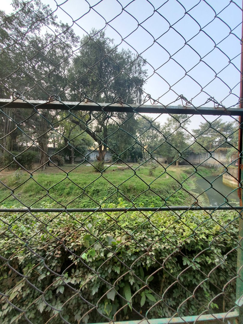 White Bengal Tiger Exhibit - January 2023