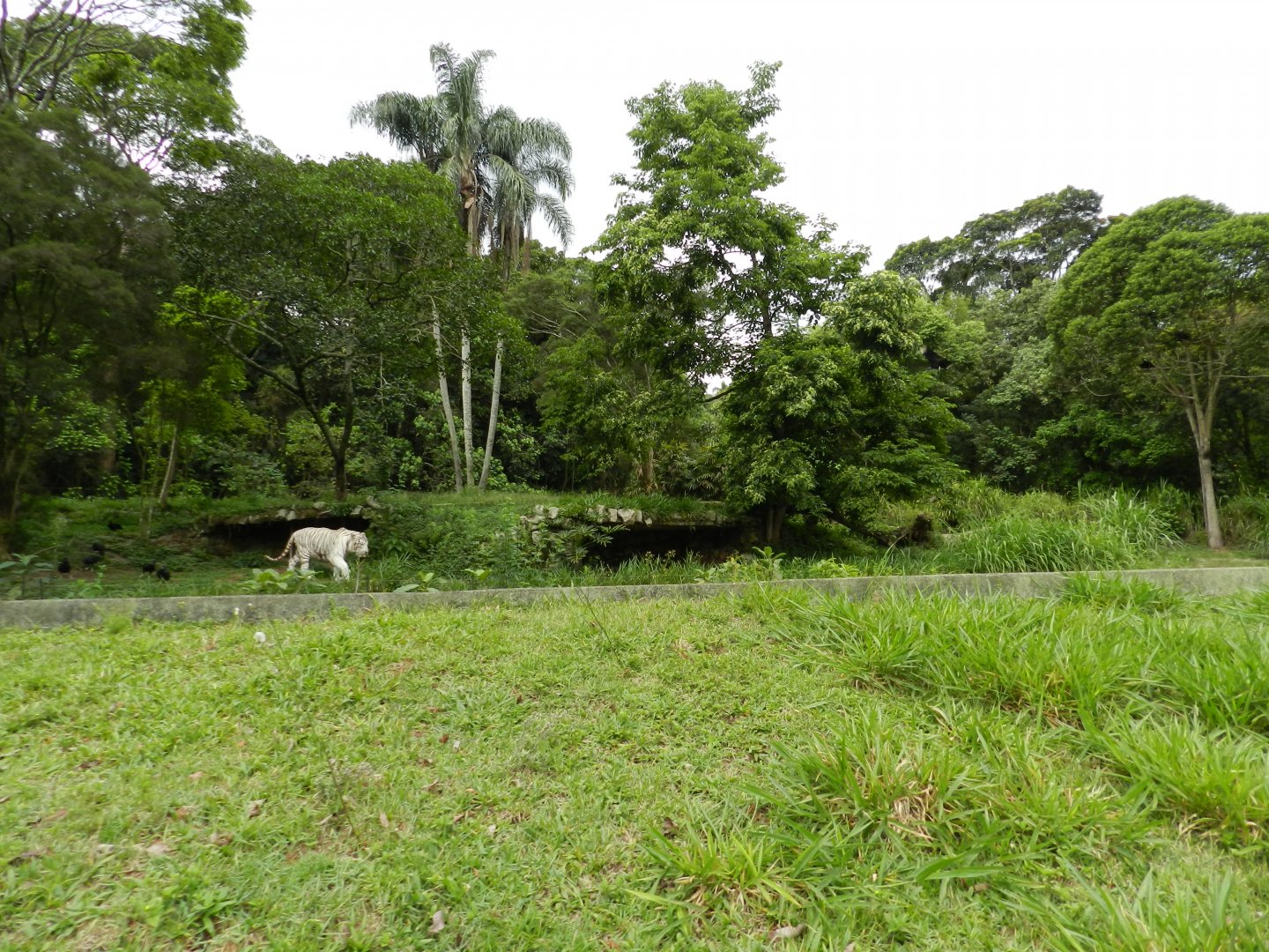 White bengal tiger exhibit - São Paulo zoo
