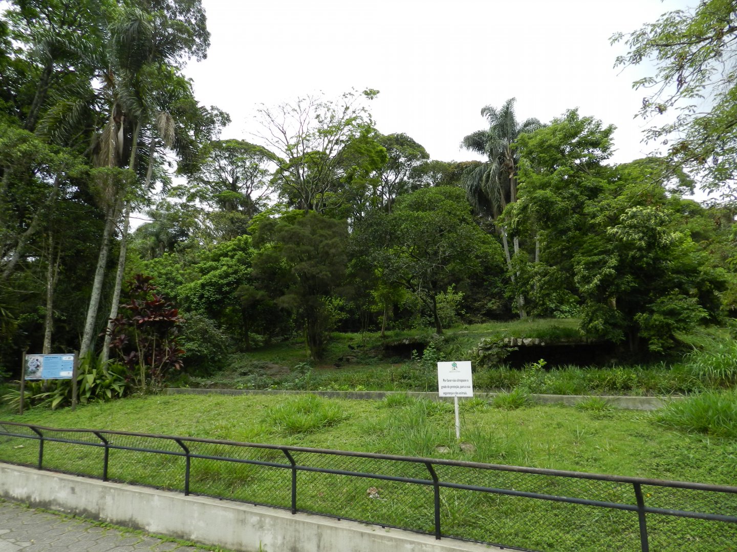 White bengal tiger exhibit - São Paulo zoo