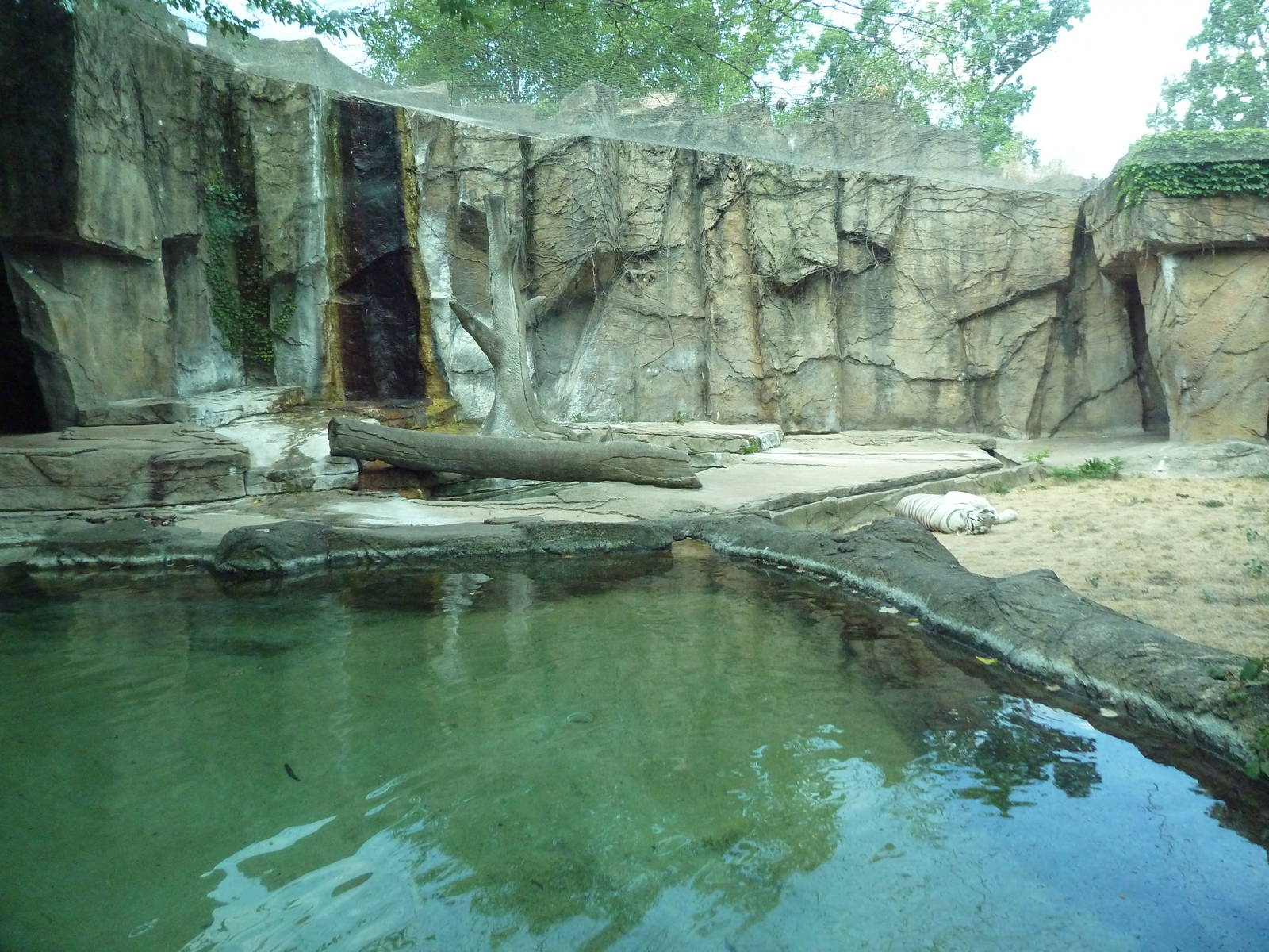 White Bengal Tiger Exhibit