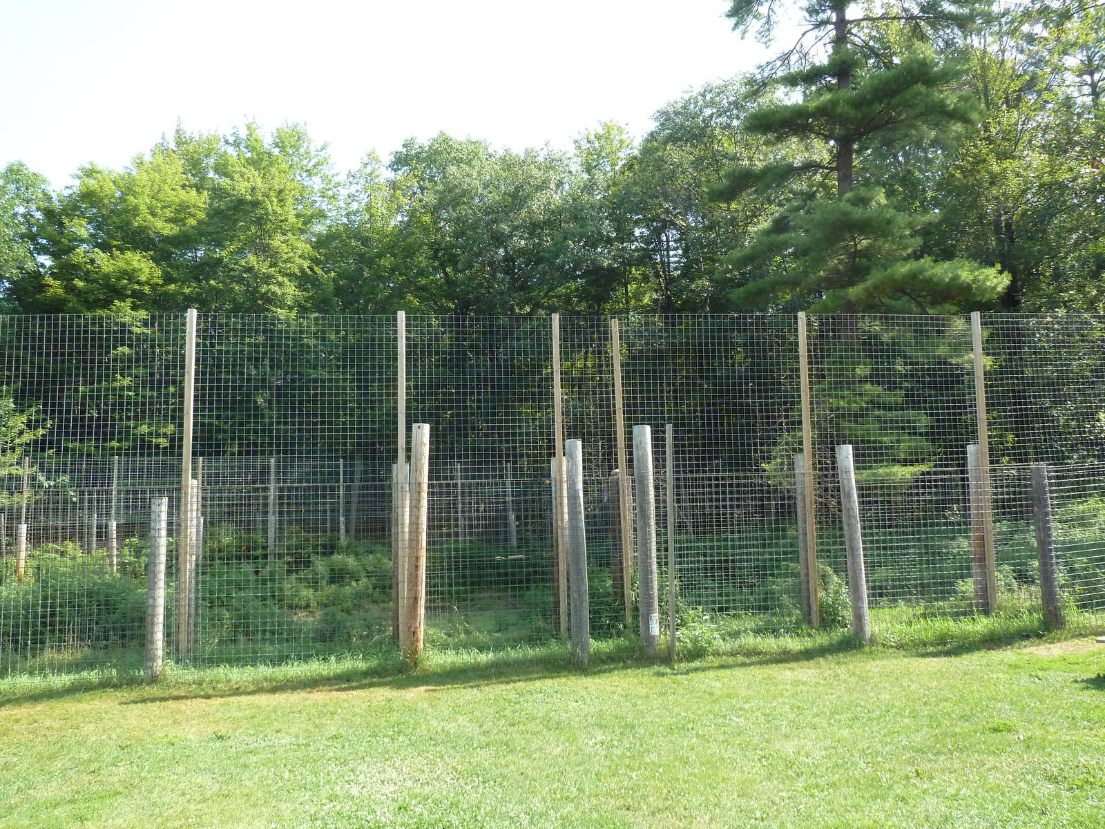 White Bengal Tiger Exhibit
