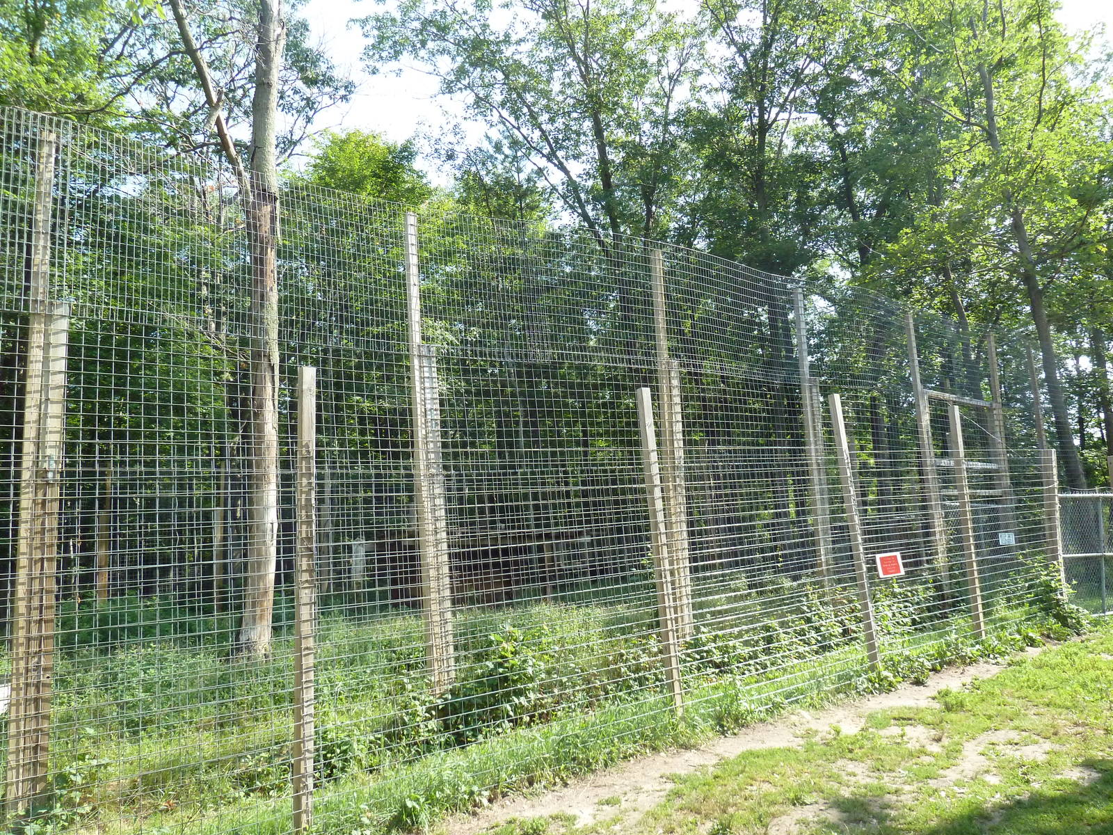 White Bengal Tiger Exhibit