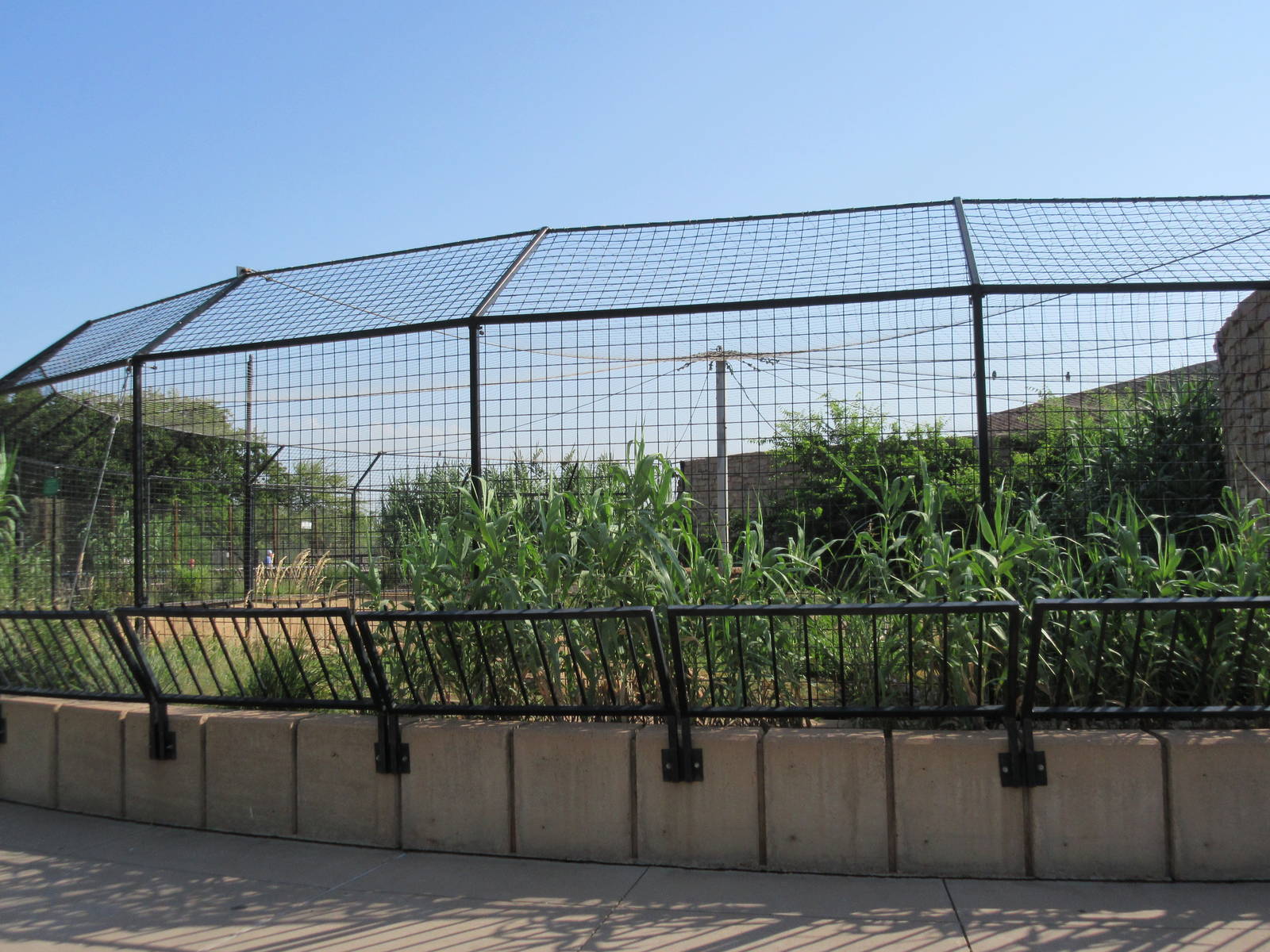 White Bengal Tiger Exhibit