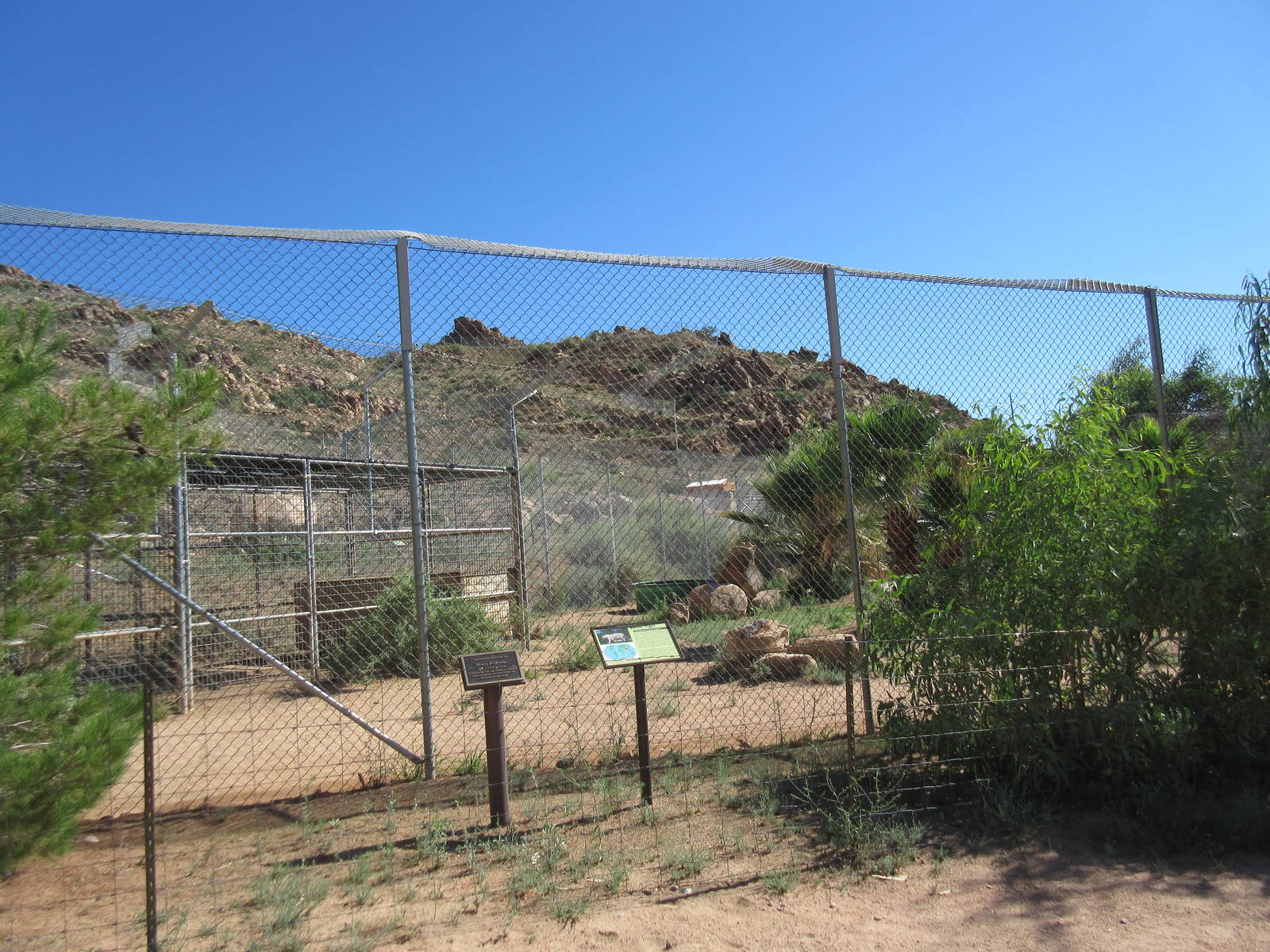 White Bengal Tiger Exhibit