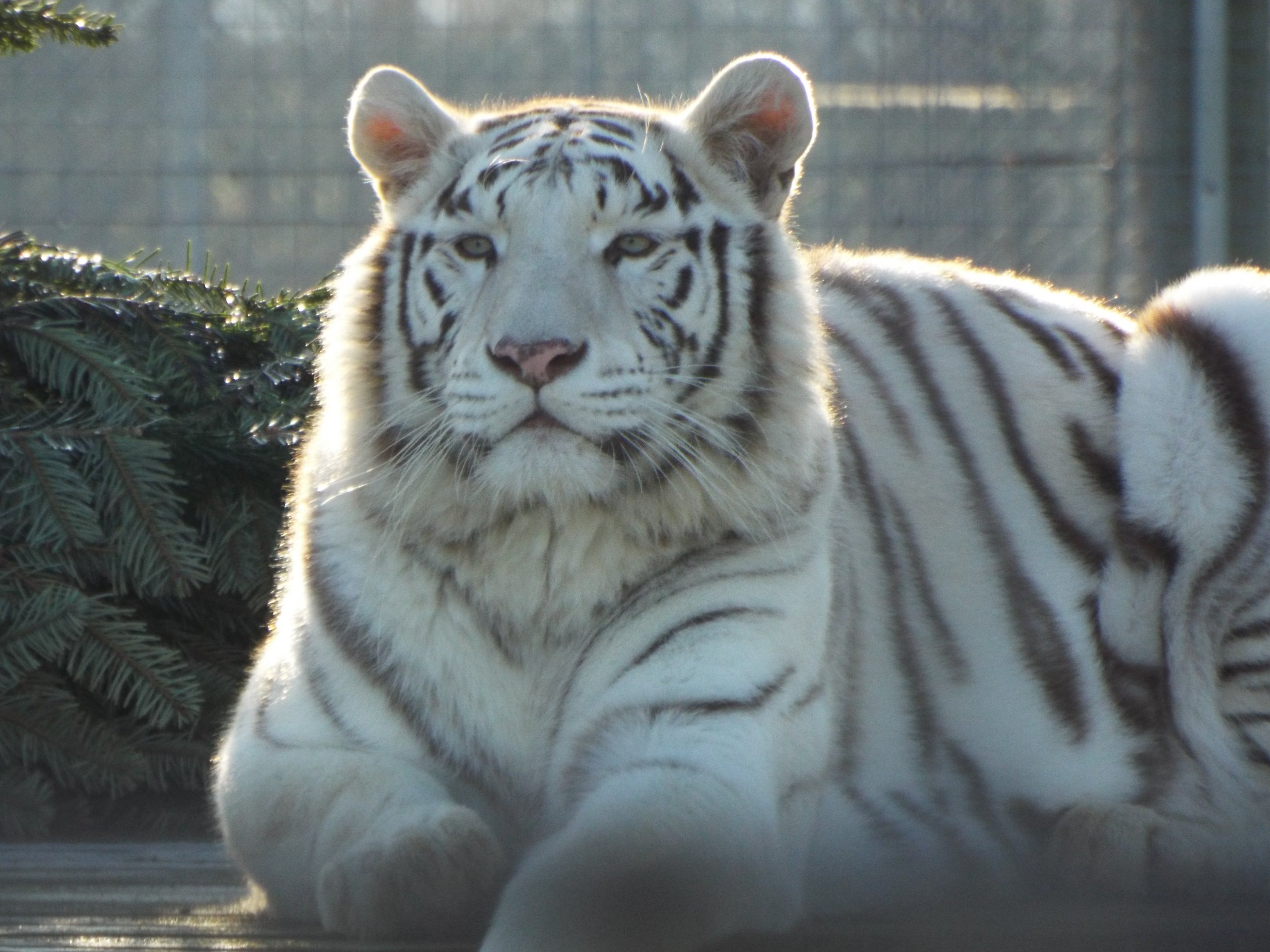 White Bengal Tiger Hamerton Zoo Park