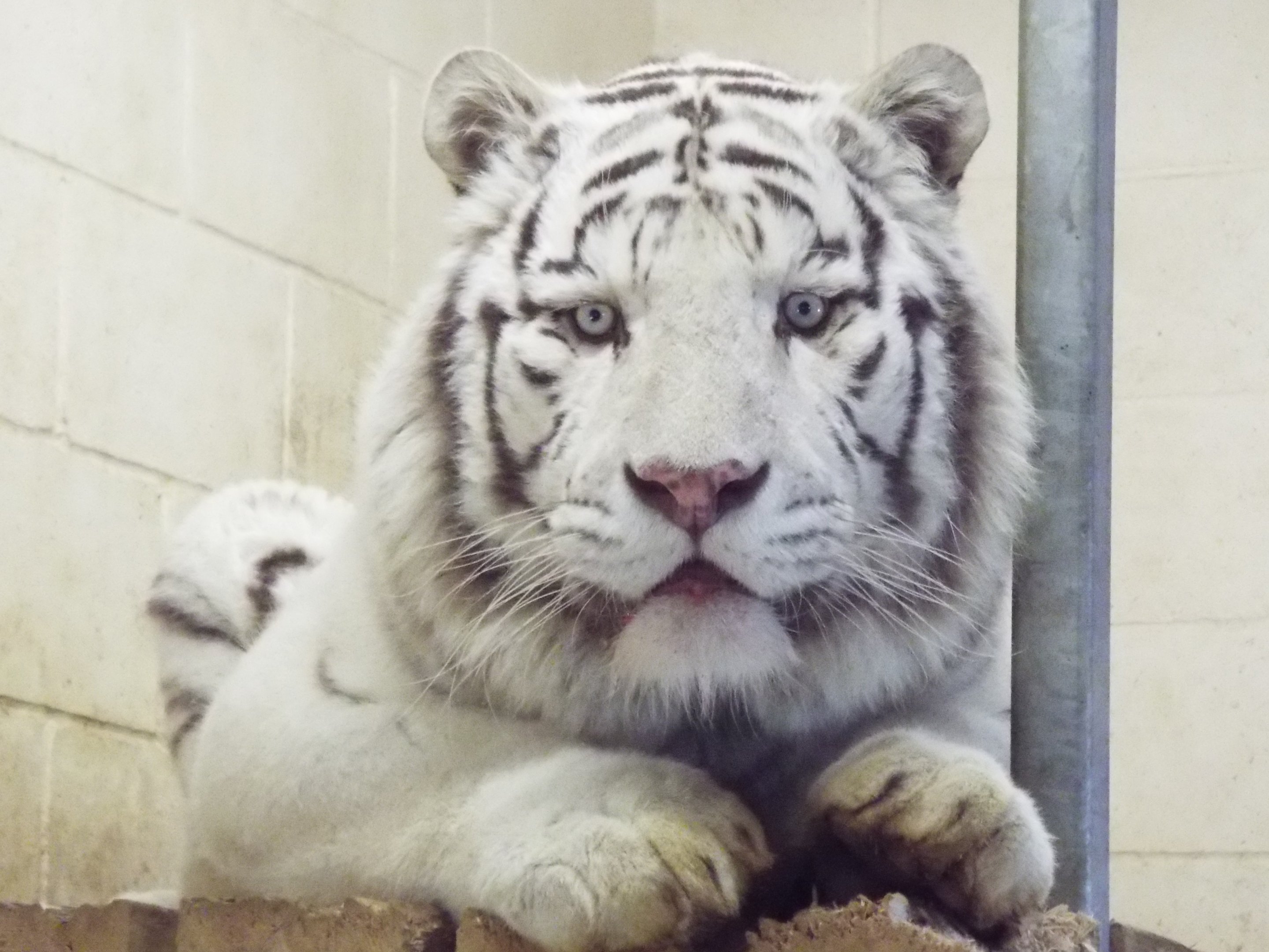 White Bengal Tiger Hamerton Zoo Park