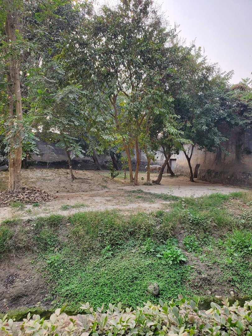 White Bengal Tiger - January 2023