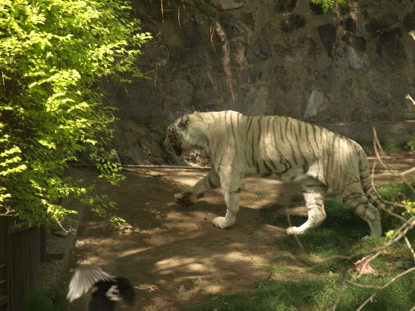 White Bengal tiger - Lahore zoo 8/4/2017