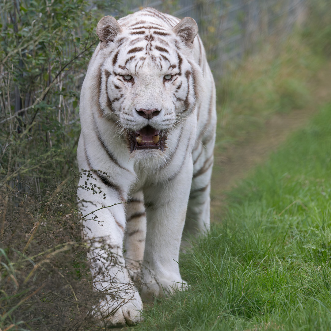 White Bengal Tiger - Mohan / Hamerton / 12-10-23
