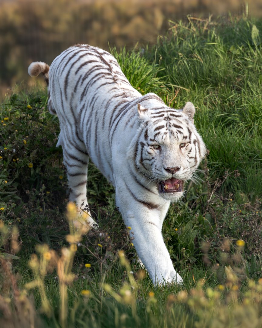 White Bengal Tiger (Mohan) / Hamerton / 13-11-24