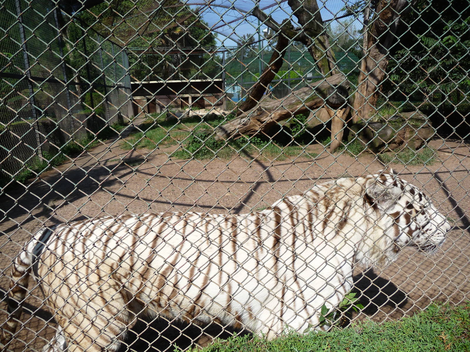 white bengal tiger morelia zoo