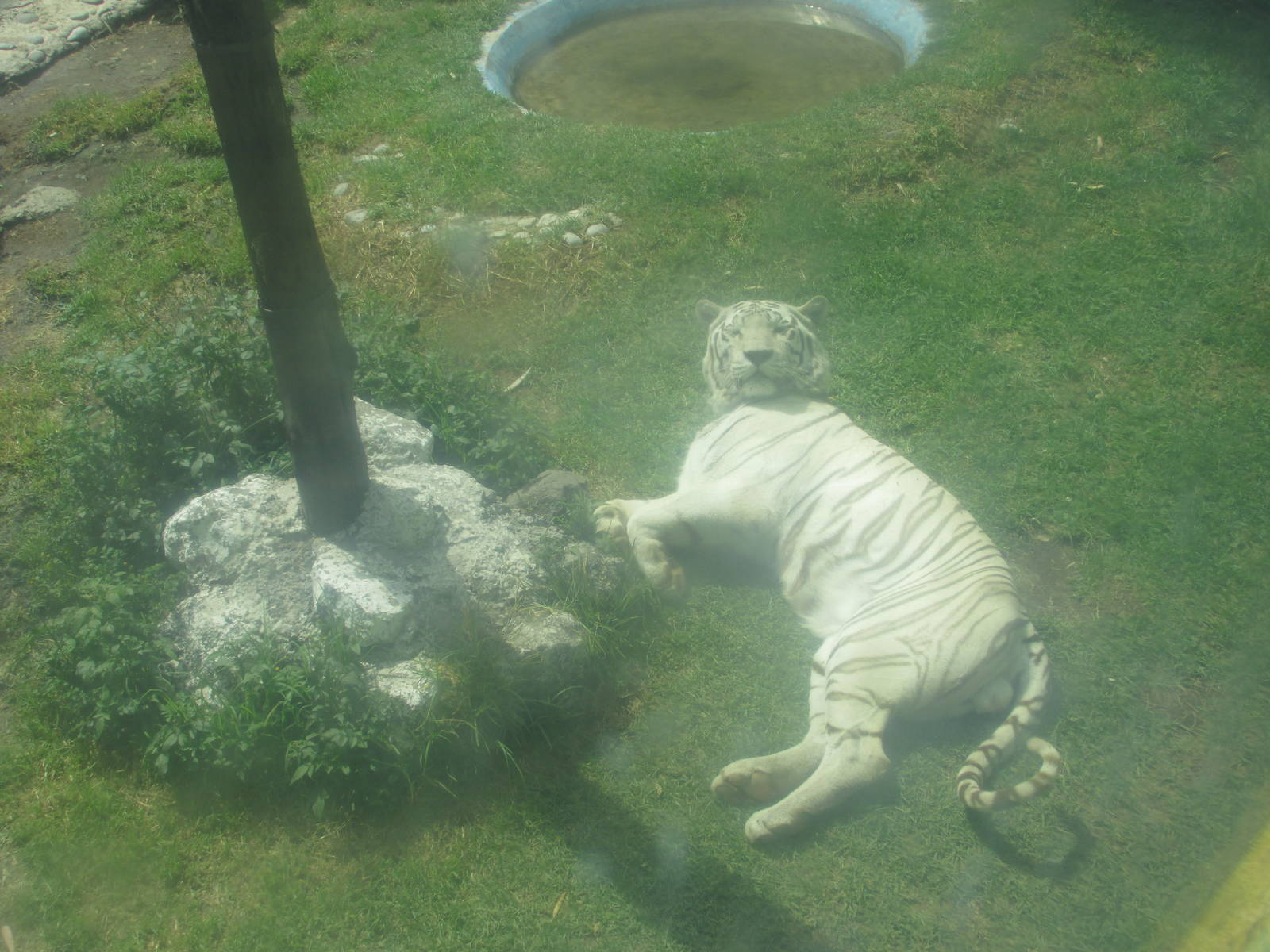 white bengal tiger neza zoo