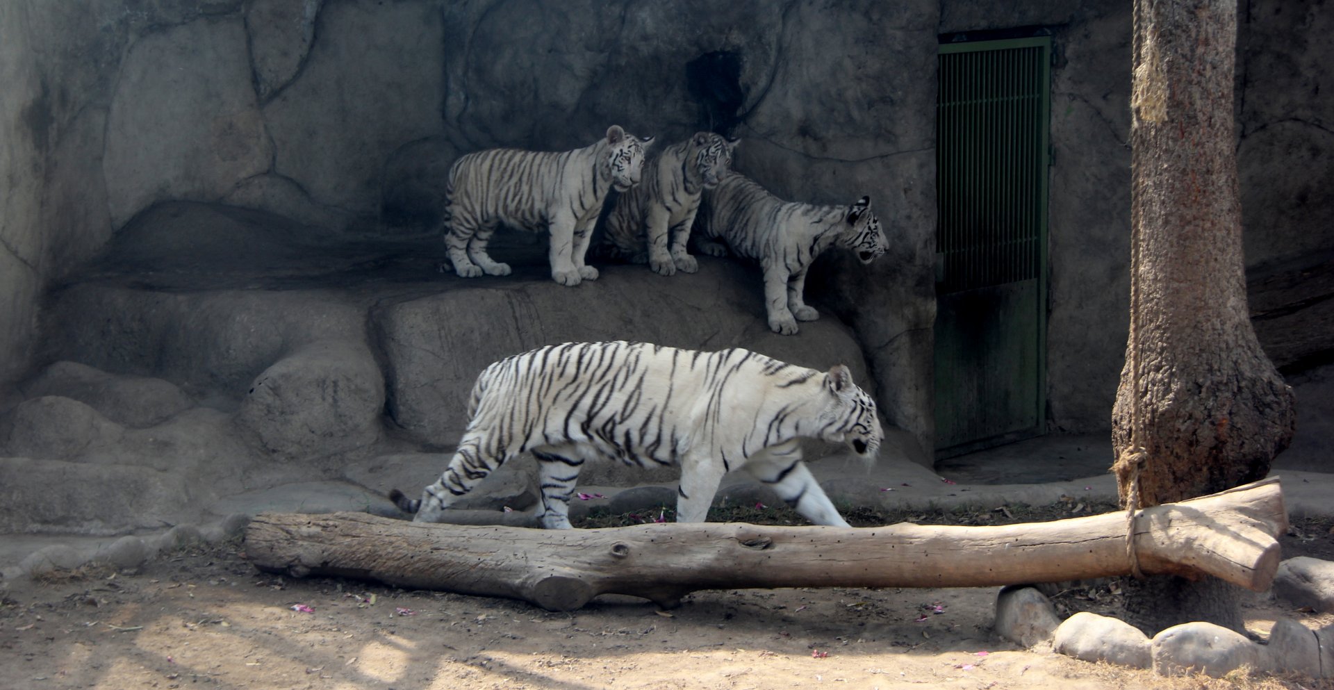 white Bengal tiger (Panthera tigris tigris)