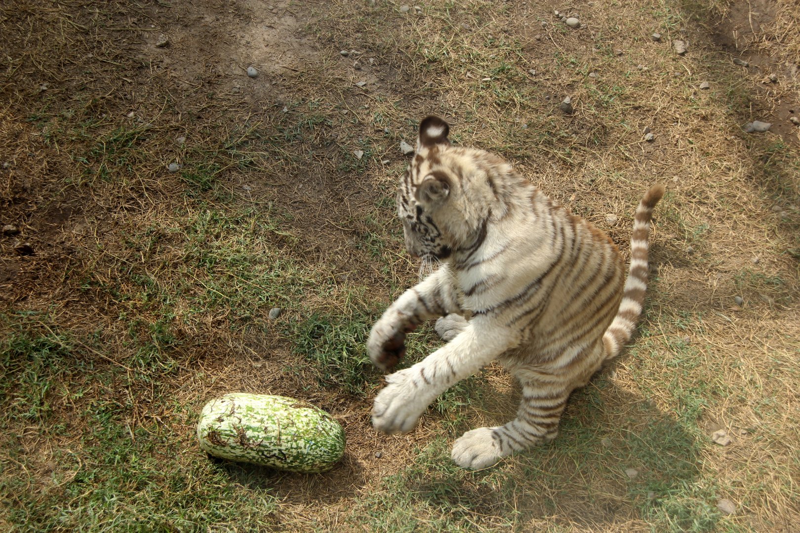 white Bengal tiger (Panthera tigris tigris)