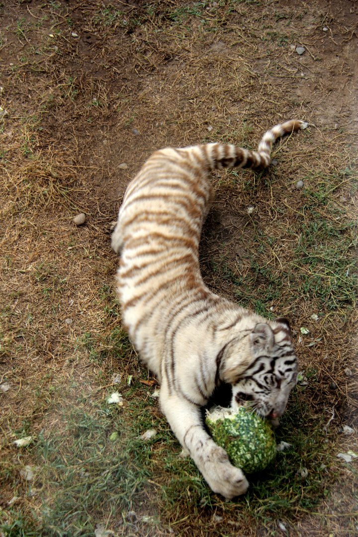 white Bengal tiger (Panthera tigris tigris)
