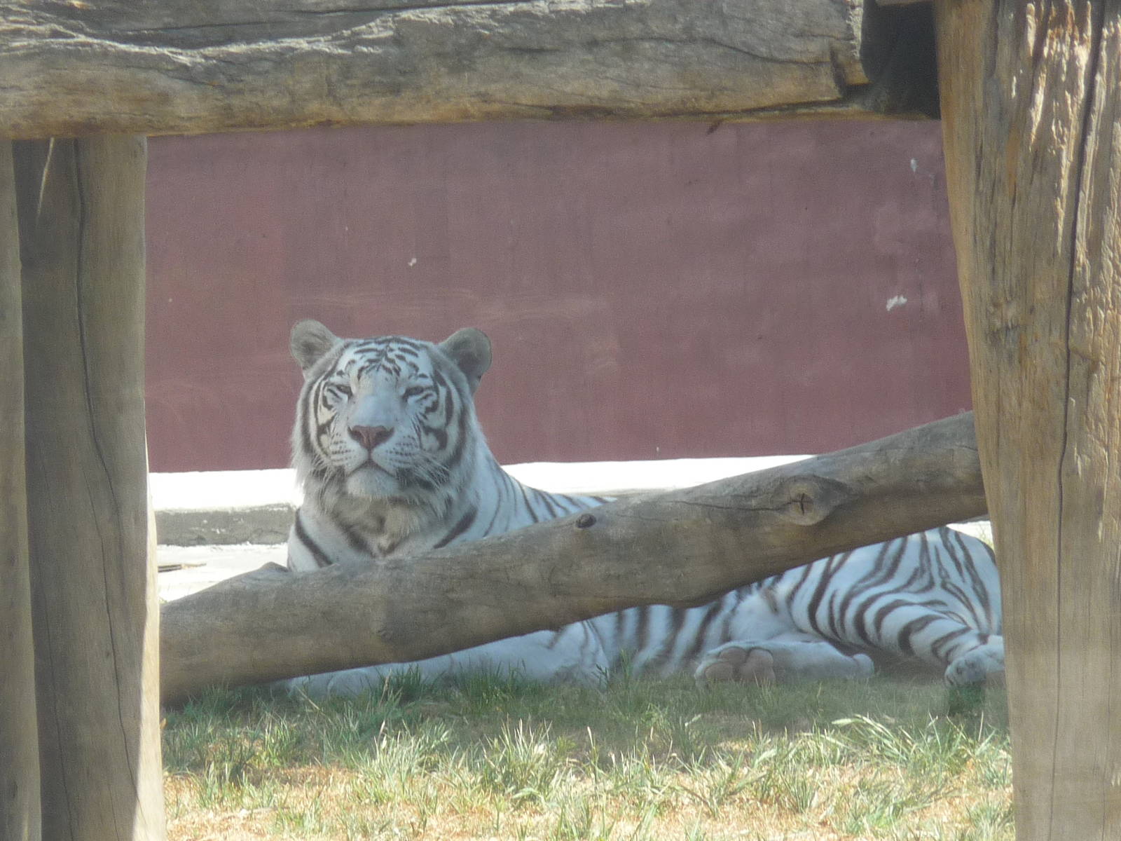 white bengal tiger san juan de aragon zoo