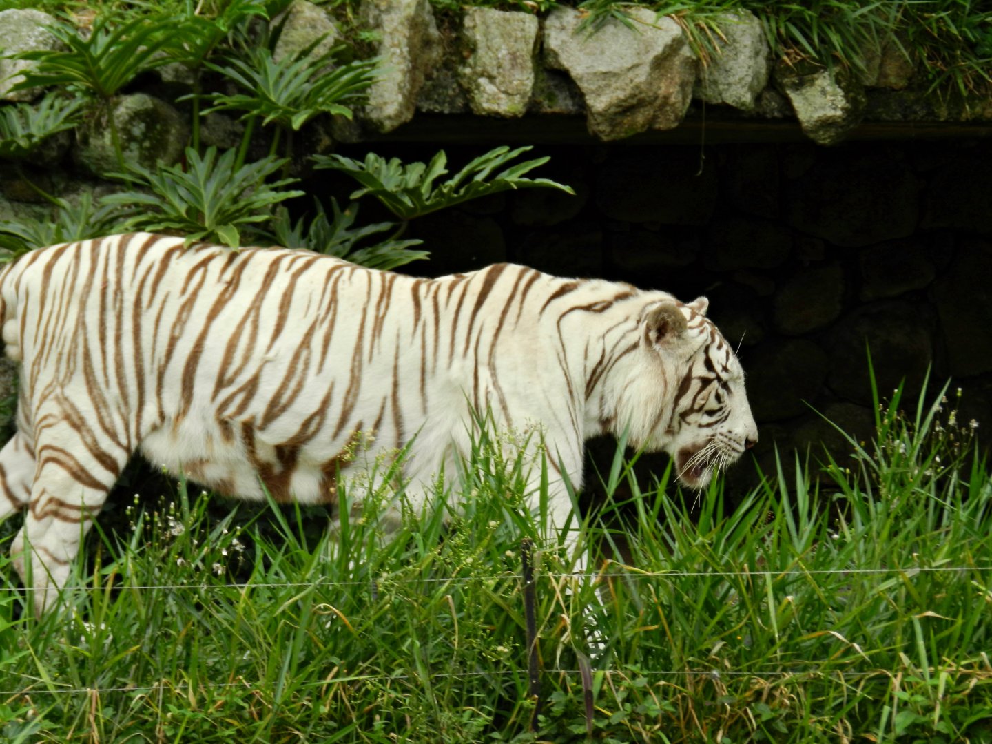 White bengal tiger - São Paulo zoo