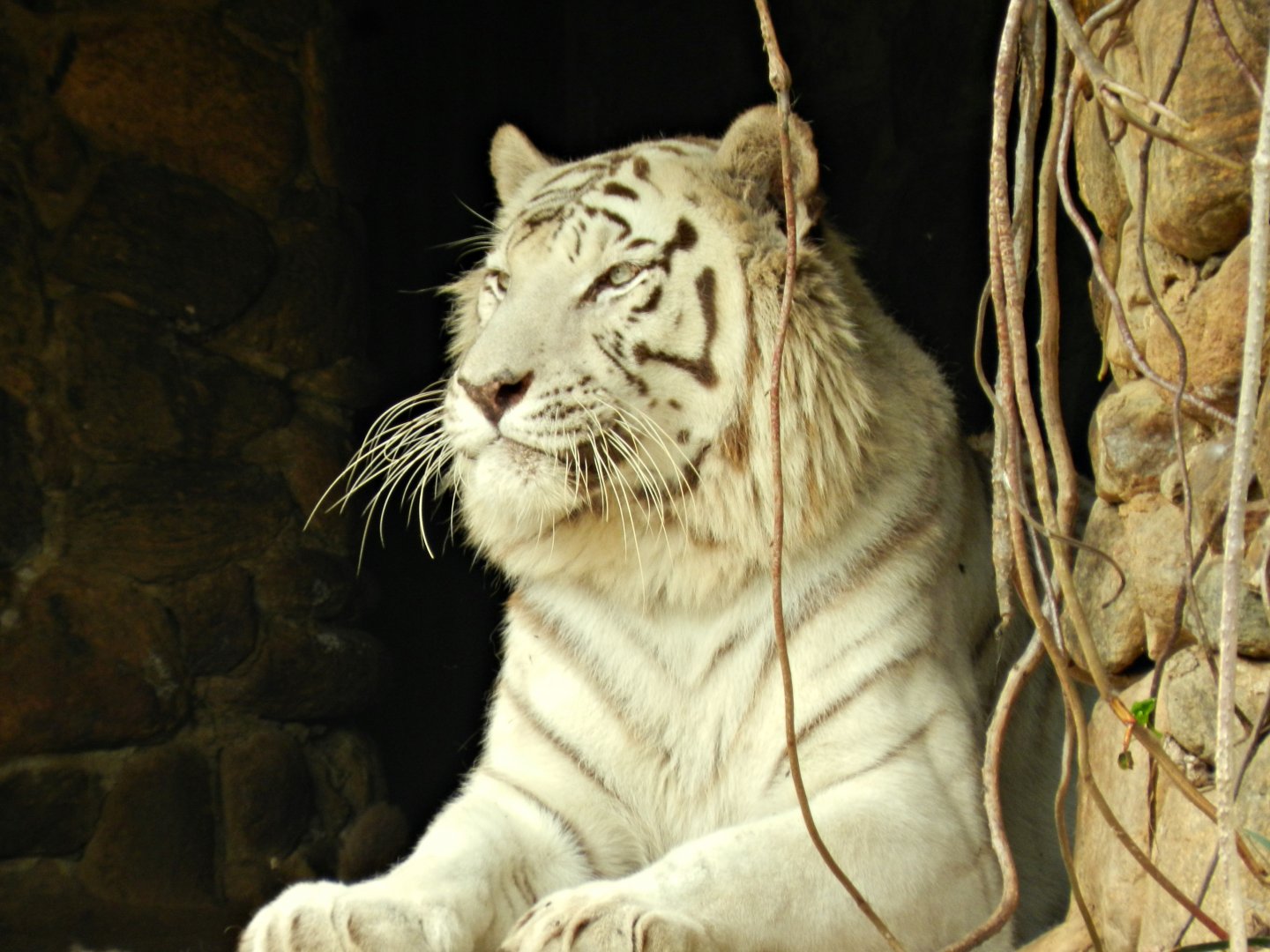White bengal tiger - São Paulo zoo