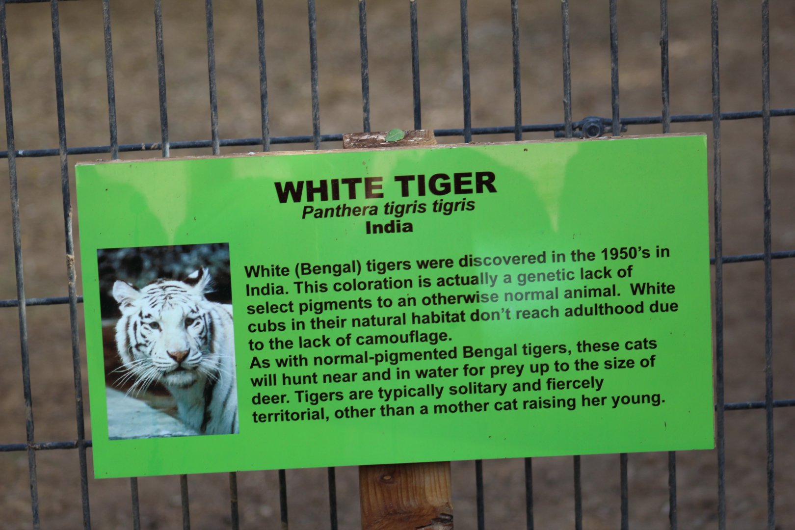 White "Bengal" Tiger Signage