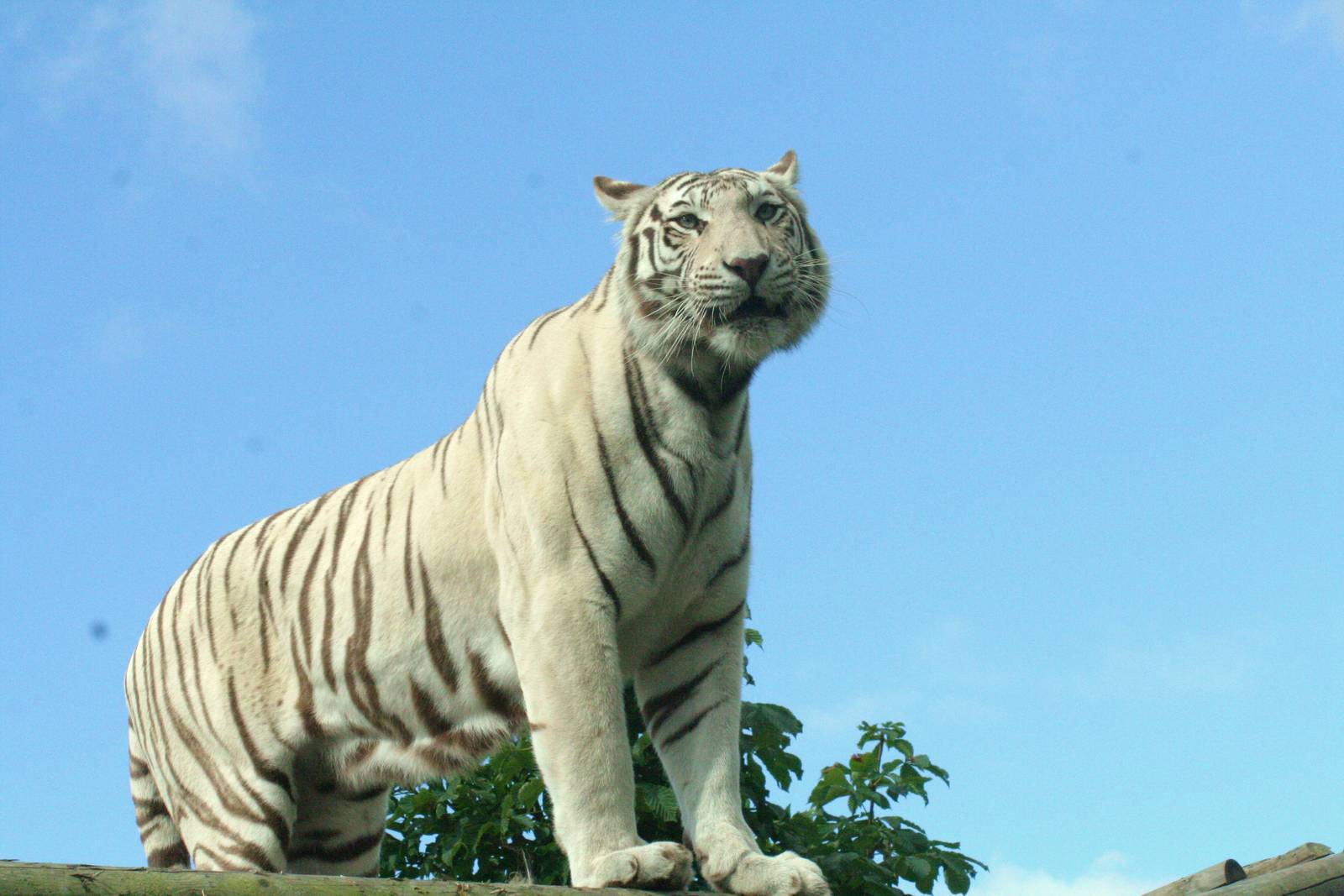 white Bengal tiger