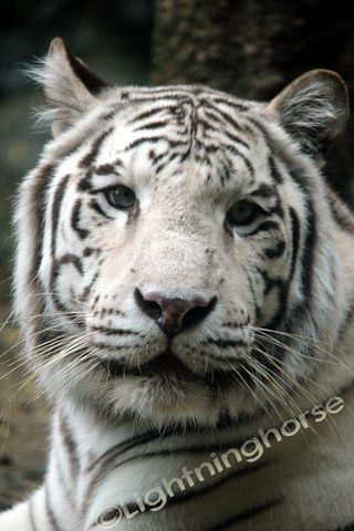 White Bengal Tiger