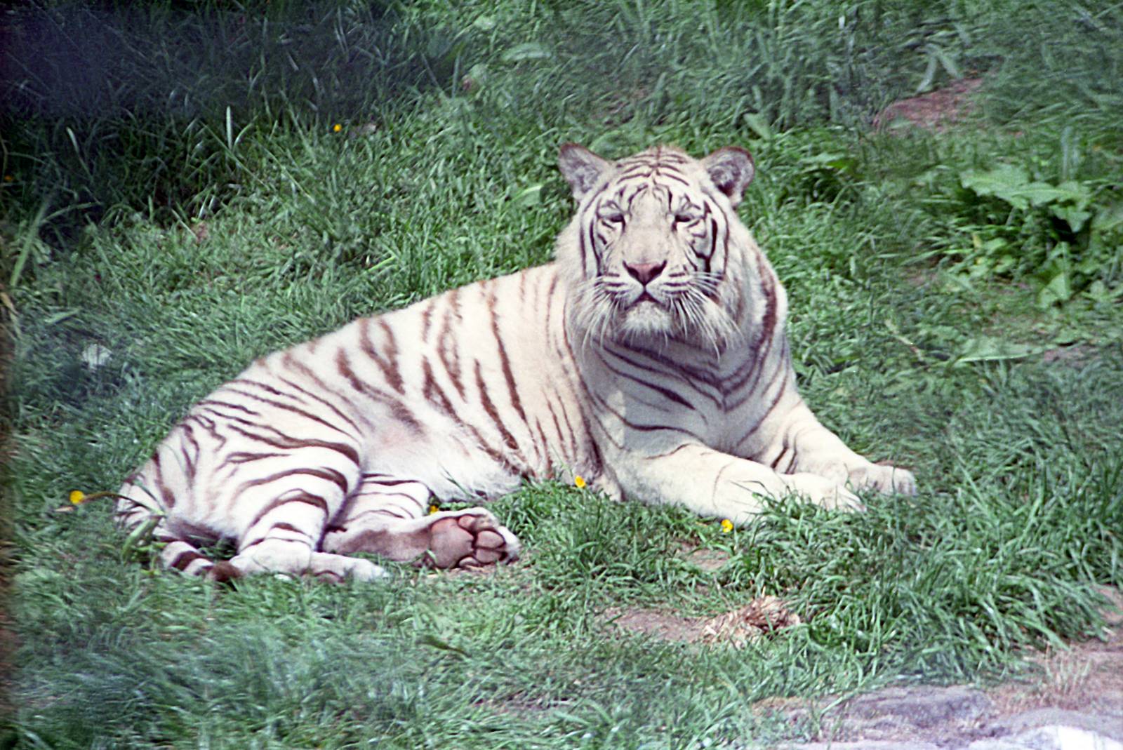 White Bengal tiger