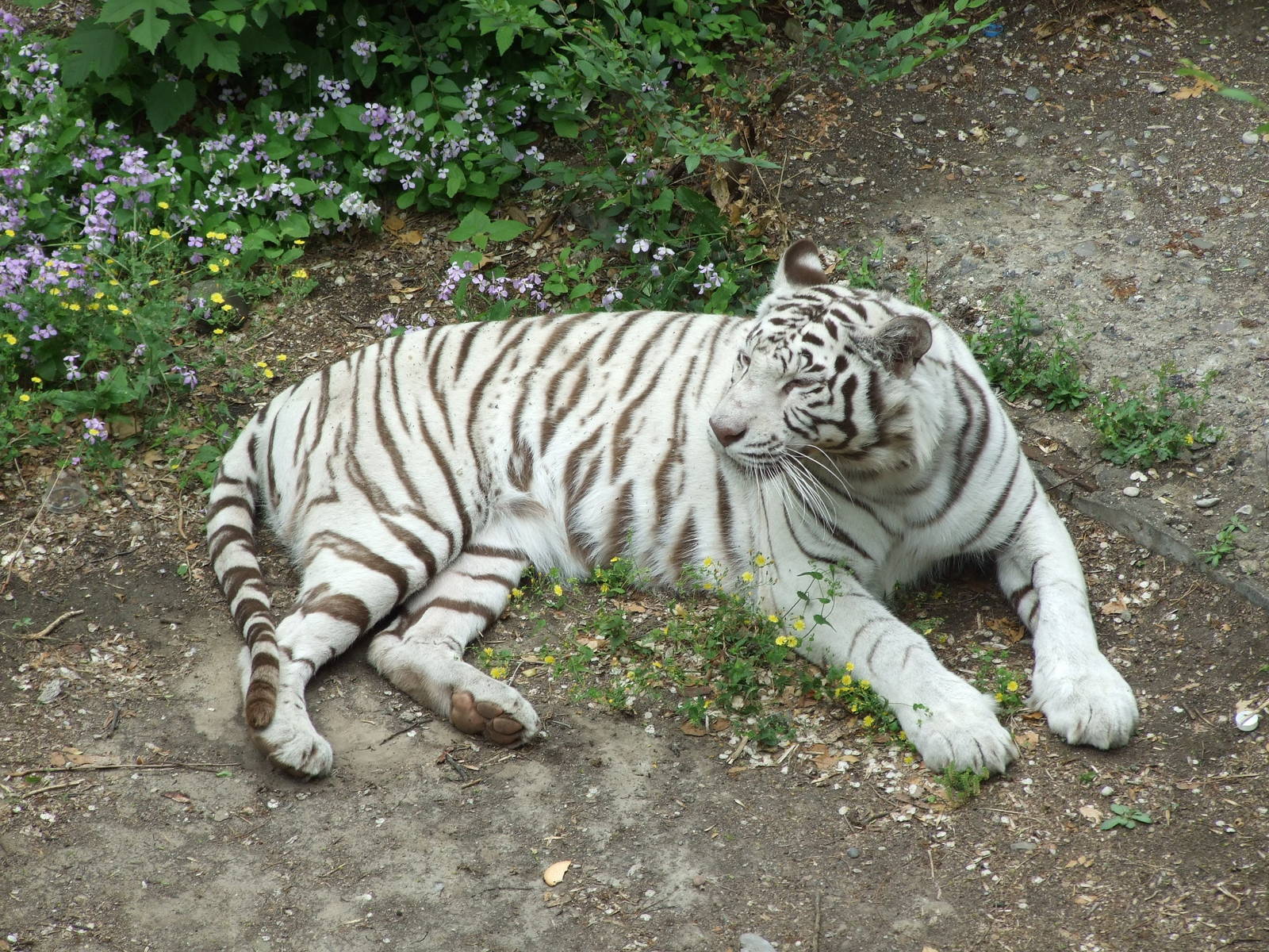 White Bengal tiger