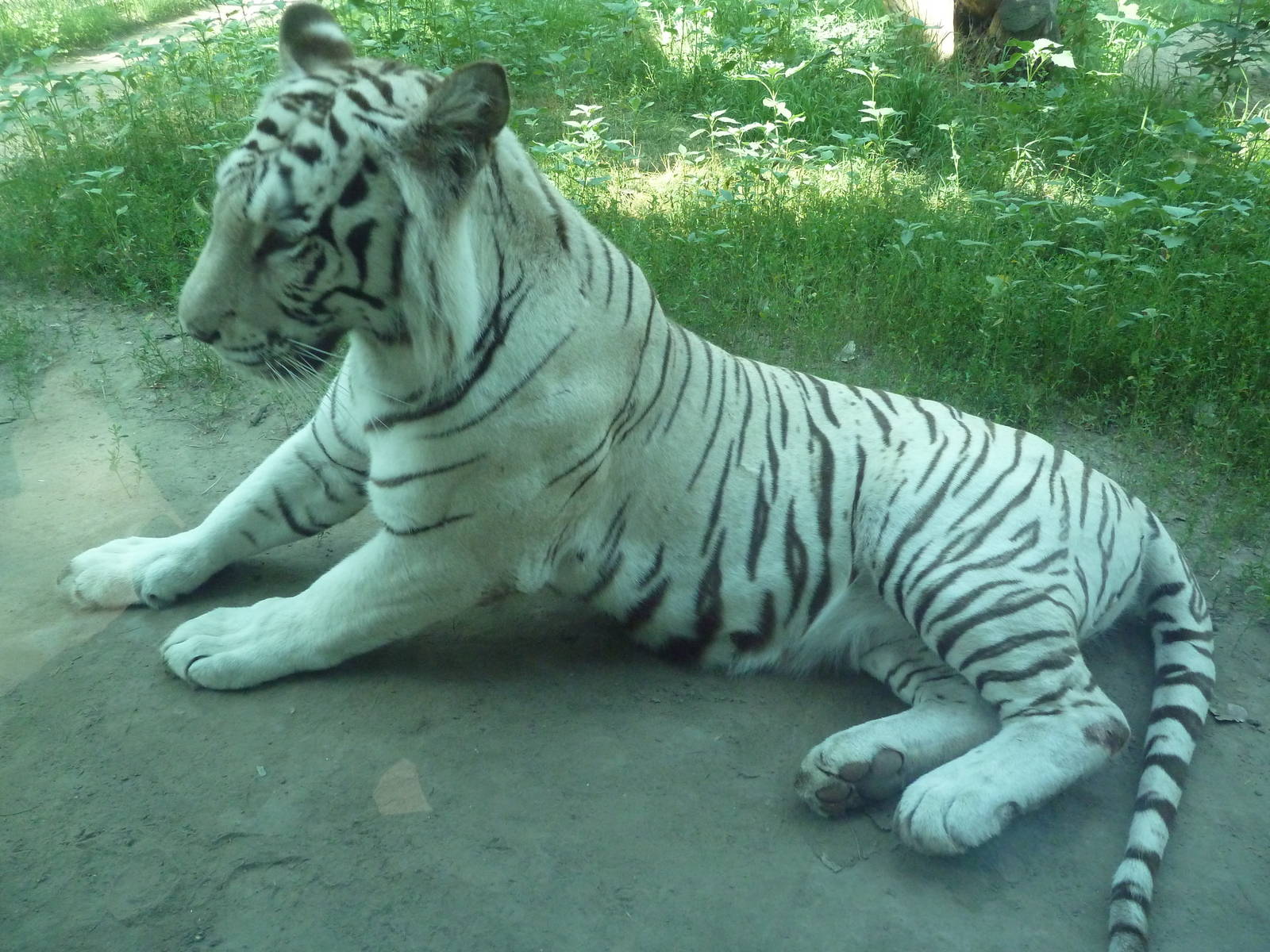 White Bengal Tiger