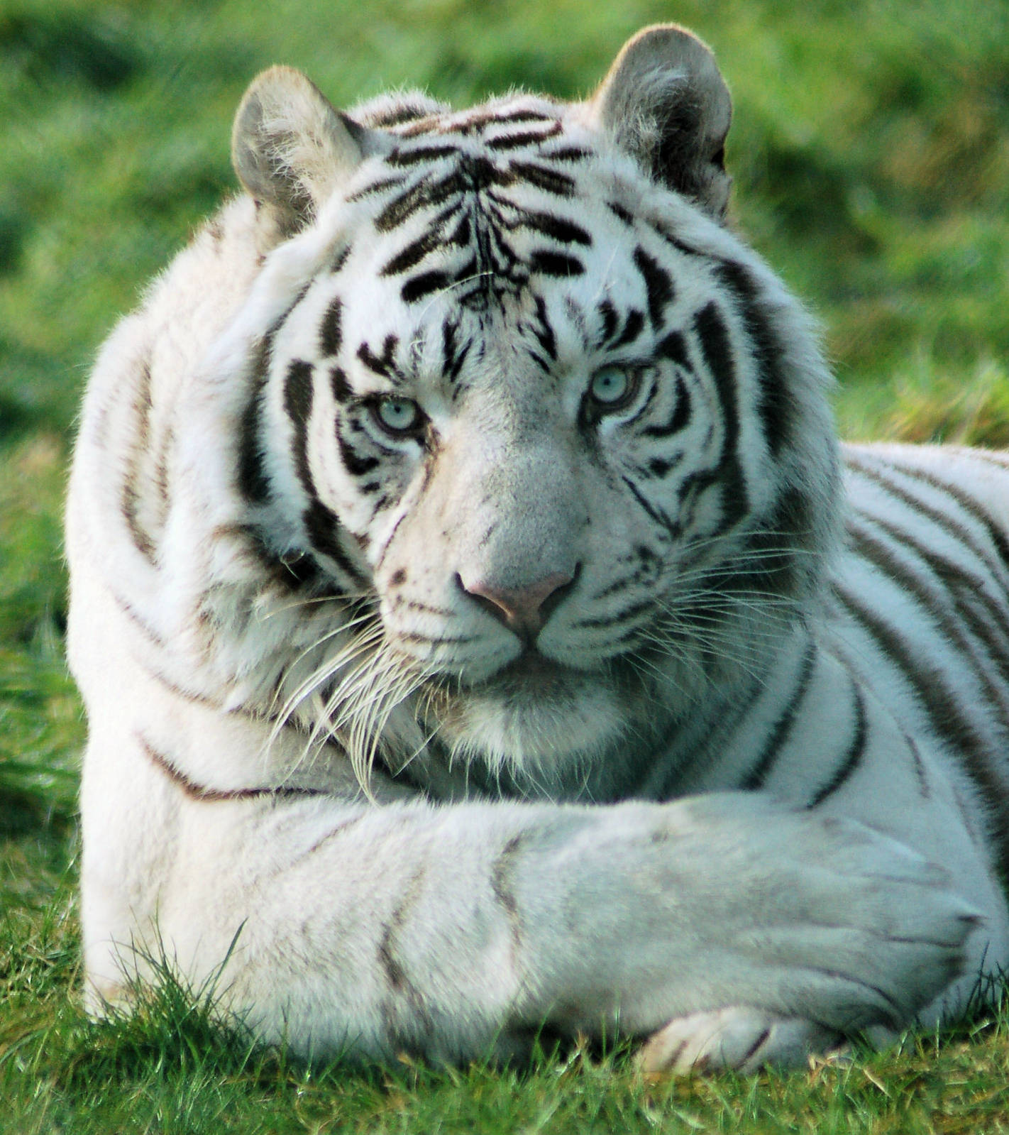 white bengal tiger