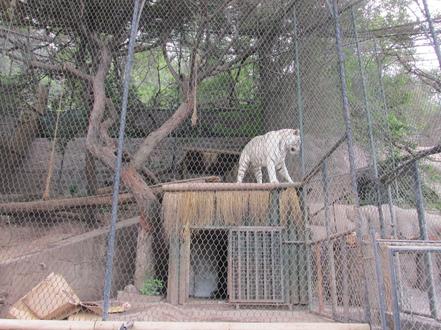 white bengal tiger